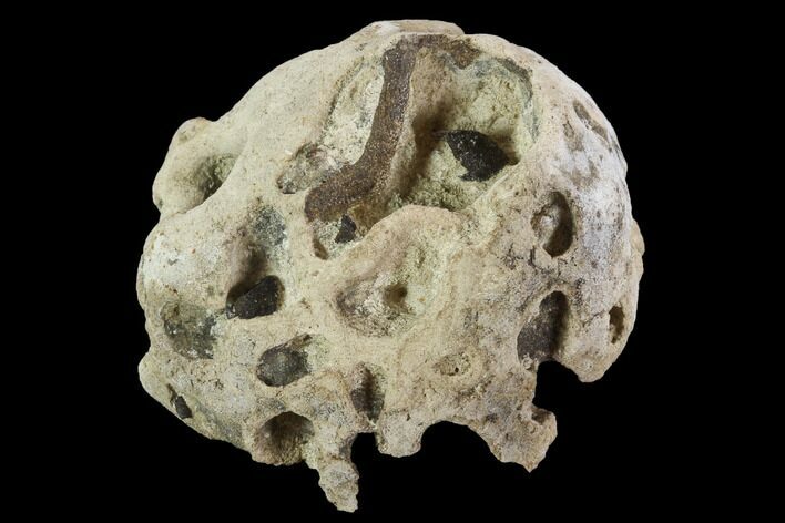 Cretaceous Fossil Sponge (Etheridgea) - Kazakhstan #91887